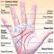 Lines on the hand and their meanings
