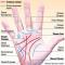 Liniile de pe mână și semnificațiile lor