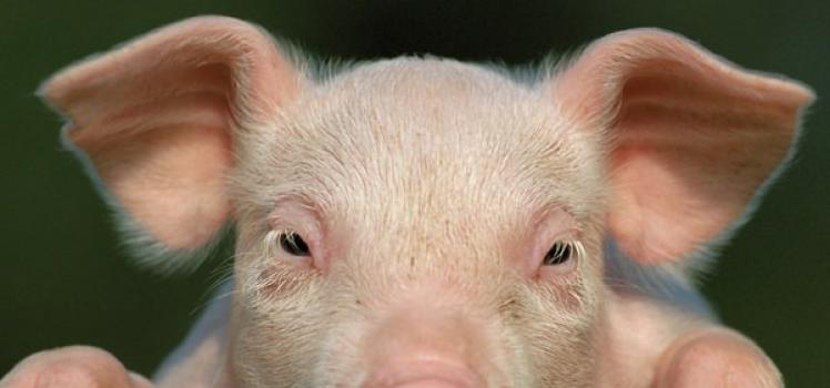 Por que o porco está sonhando: alguém quer colocá-lo?