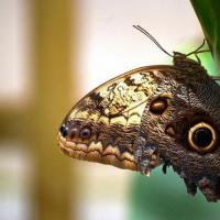 A butterfly flew into an apartment, a house: what does the omen promise?