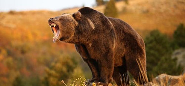 Medvjed napada osobu u snu