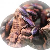 Pse ëndërrojnë buburrecat: interpretimet themelore të një ëndrre me insekte Pse ëndërrojnë një tufë kacabush