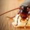 Prečo šváby snívajú: základné interpretácie sna s hmyzom Prečo sníva 1 šváb