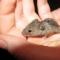 Preteče nevolje i radosti: zašto u kući ima puno miševa
