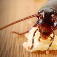 Miért álmodnak a csótányok: a rovarokkal való álom alapvető értelmezései Miért álmodik 1 csótány