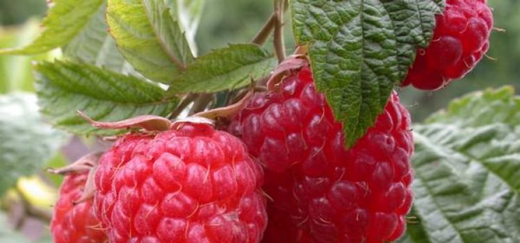Why do you dream about raspberries: the sweet life is coming?