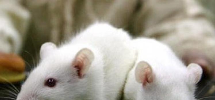 Prečo snívate o bielej myši?